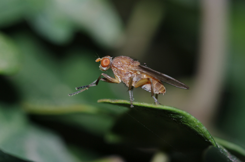 Tetanocera sp.